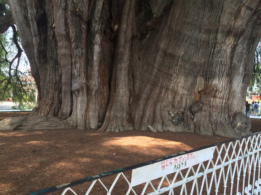 teachers on strike and sexy trees in Oaxaca