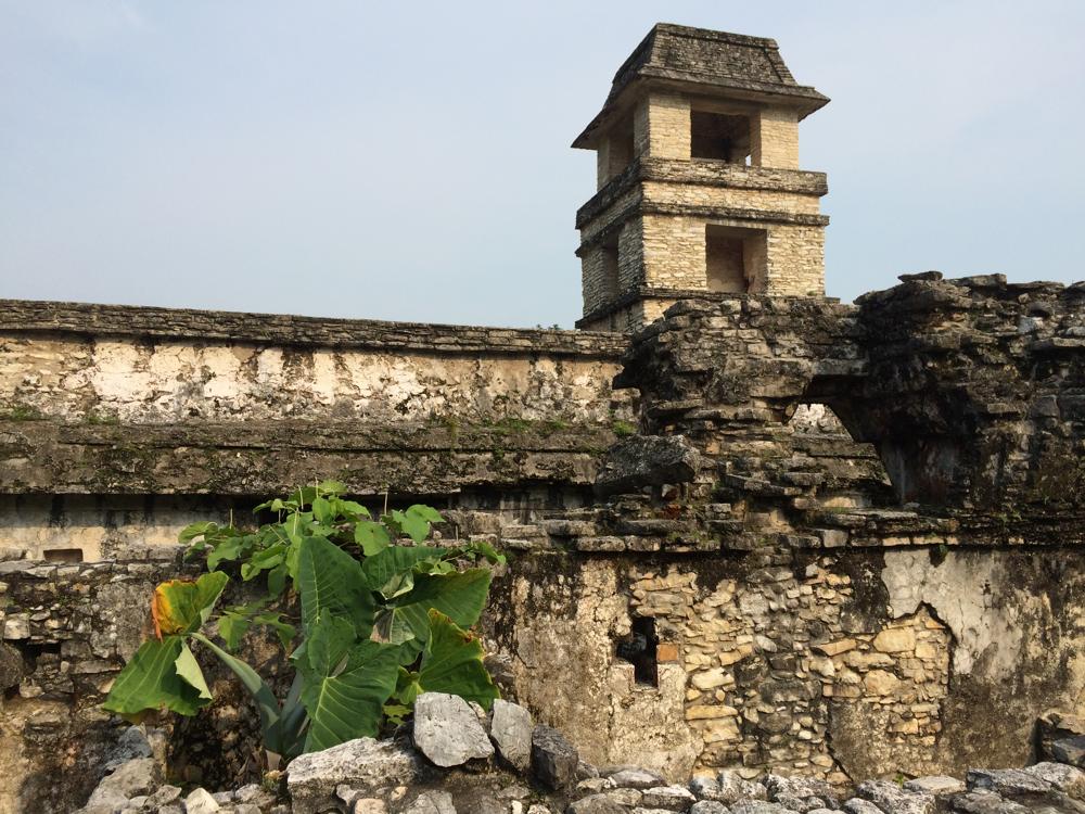 The green hell of Palenque