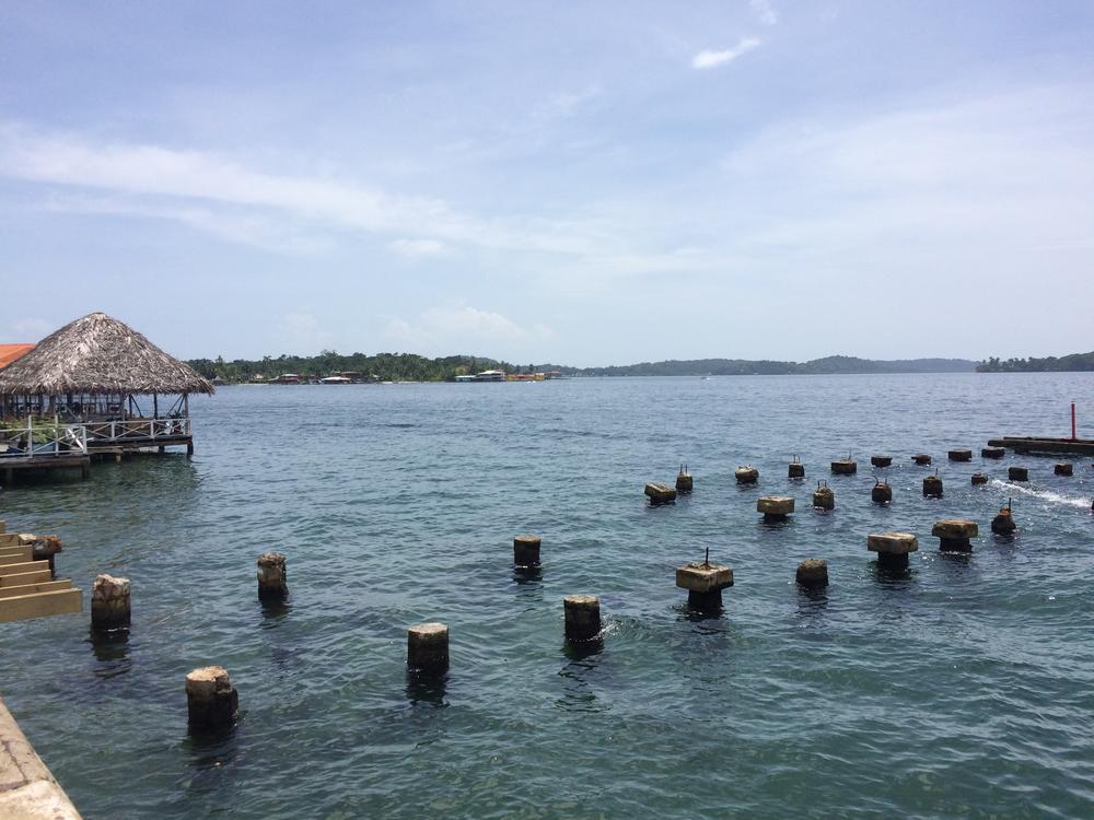 Starfish in Bocas del Toro