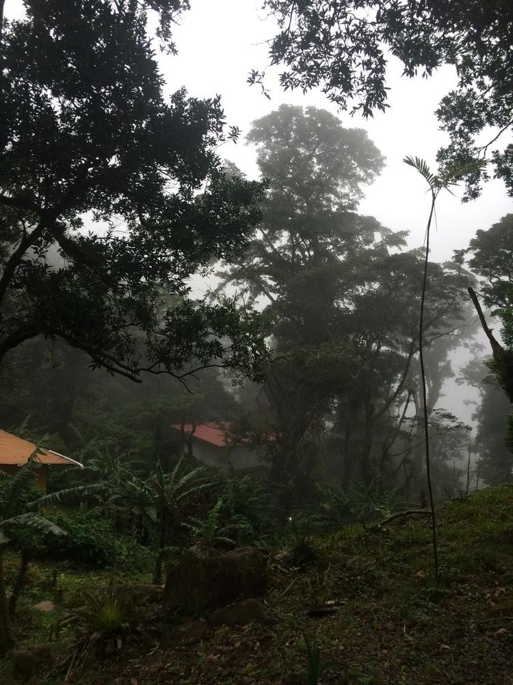 Commerce and dozens of Germans in the jungle