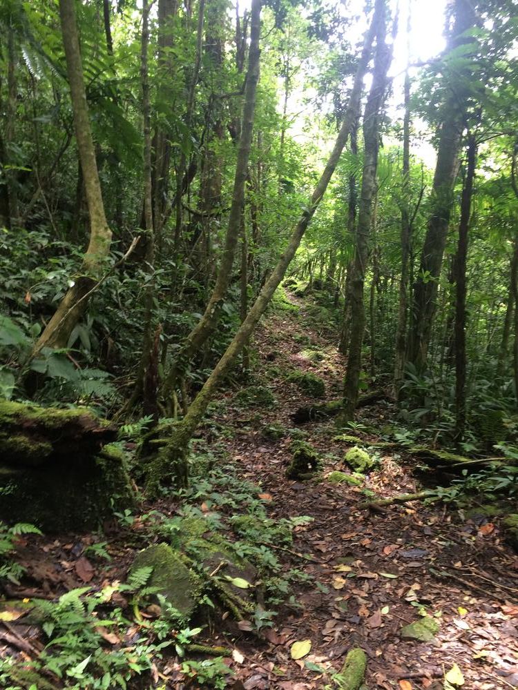 Commerce and dozens of Germans in the jungle