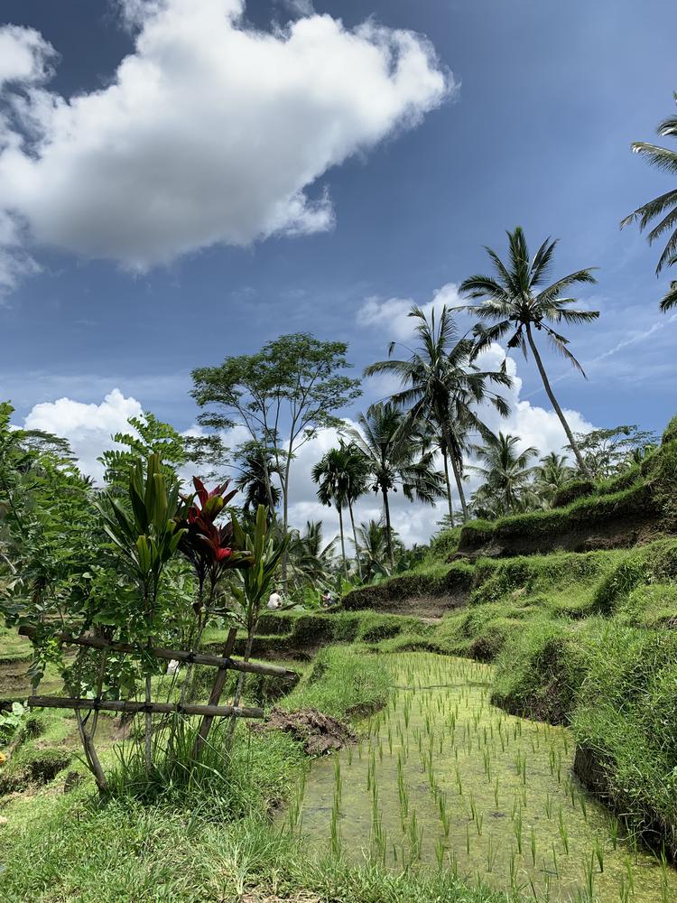 Bali - The biggest tourist hell!