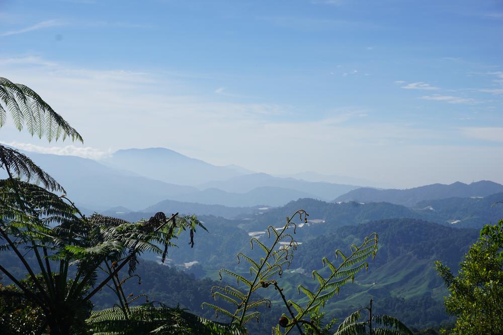 Cameron Highlands - Cool air, tea & strawberries