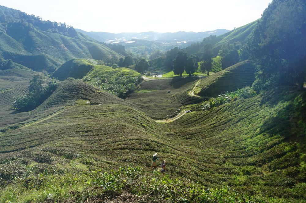 Cameron Highlands - Cool air, tea & strawberries