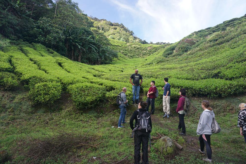 Cameron Highlands - Cool air, tea & strawberries