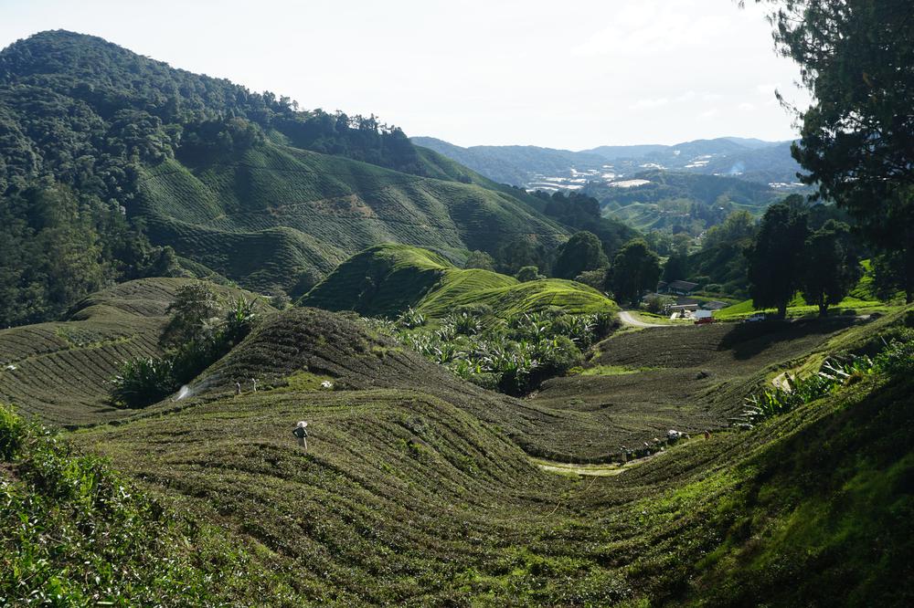 Cameron Highlands - Cool air, tea & strawberries