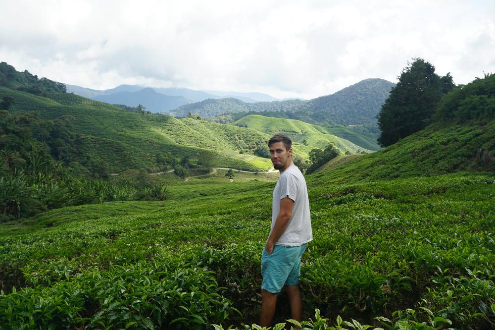 Cameron Highlands - Cool air, tea & strawberries