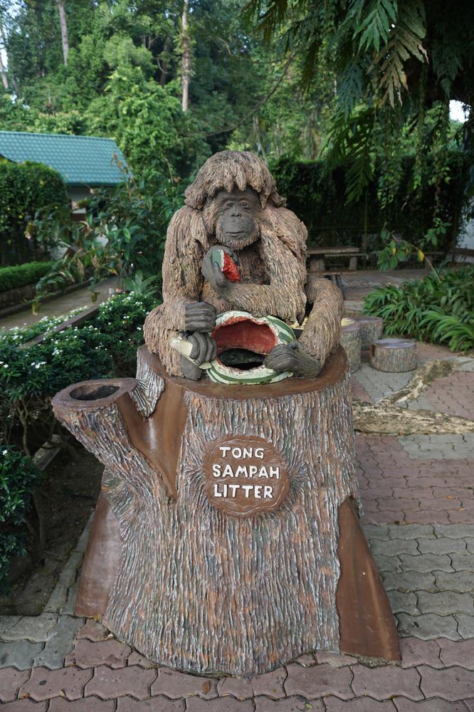 Meeting Orangutans in Sandakan