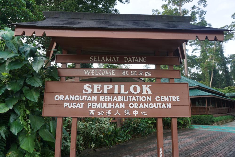 Meeting Orangutans in Sandakan