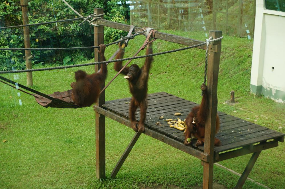 Meeting Orangutans in Sandakan