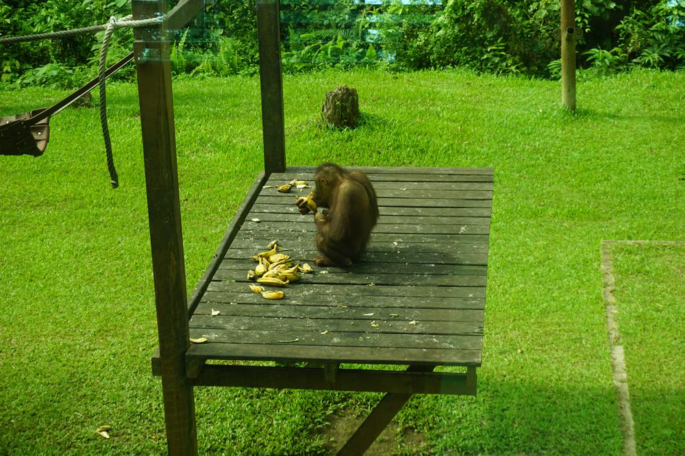 Meeting Orangutans in Sandakan