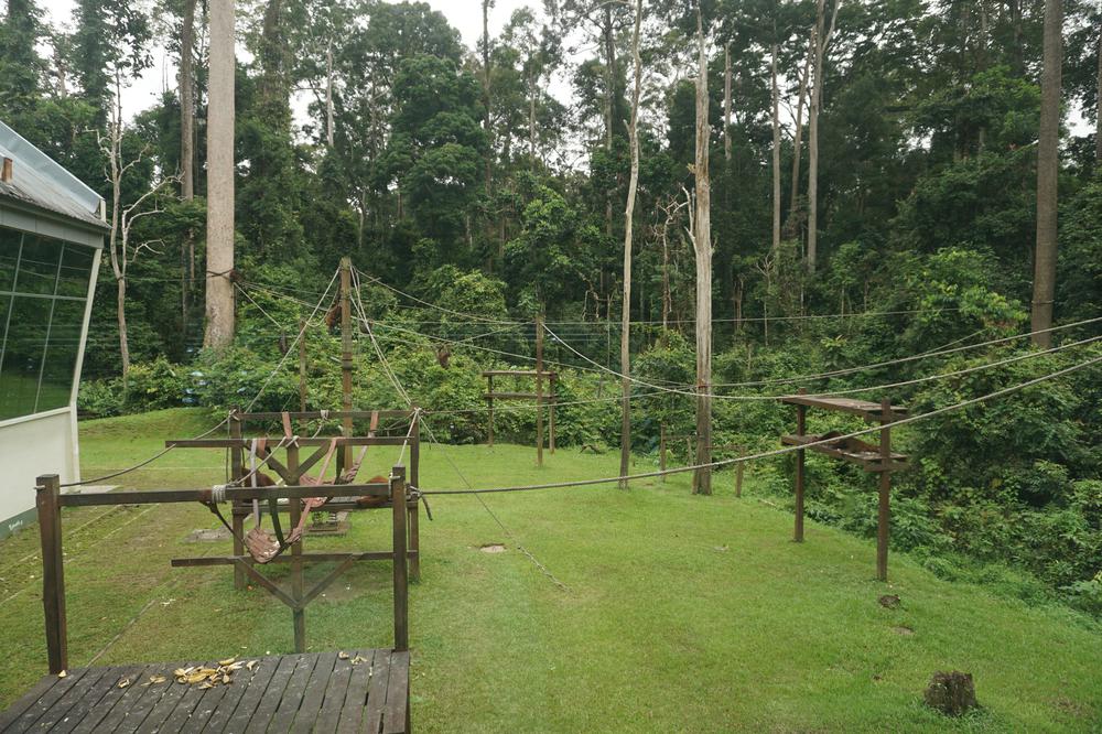 Meeting Orangutans in Sandakan