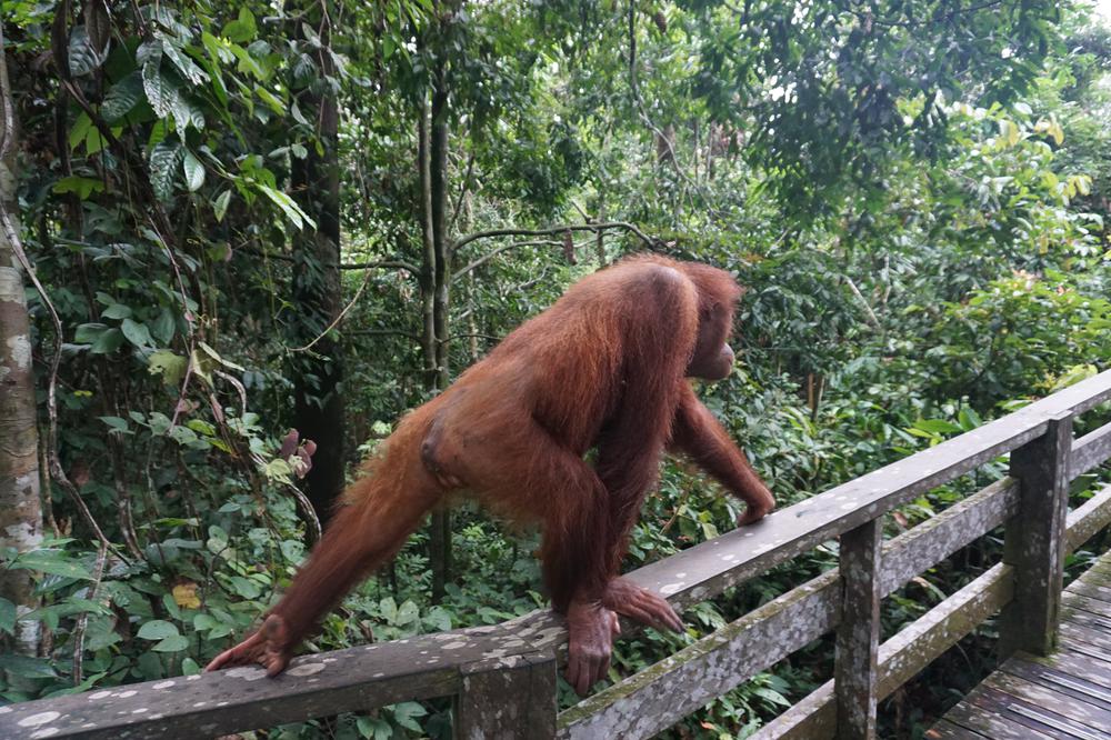 Meeting Orangutans in Sandakan