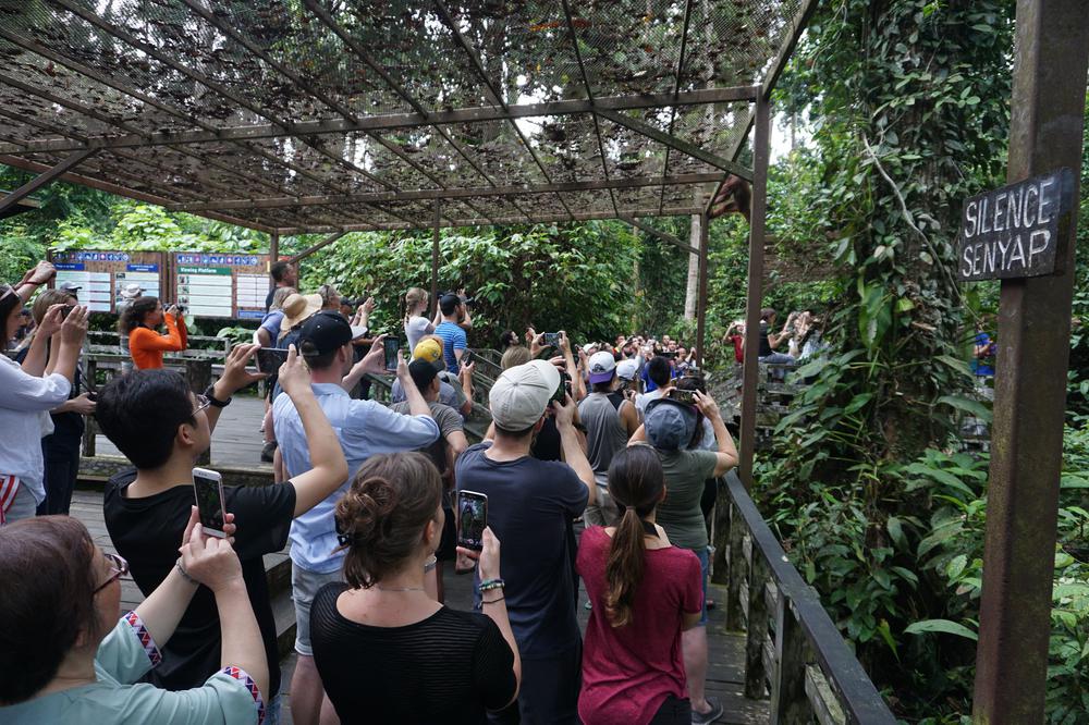 Meeting Orangutans in Sandakan