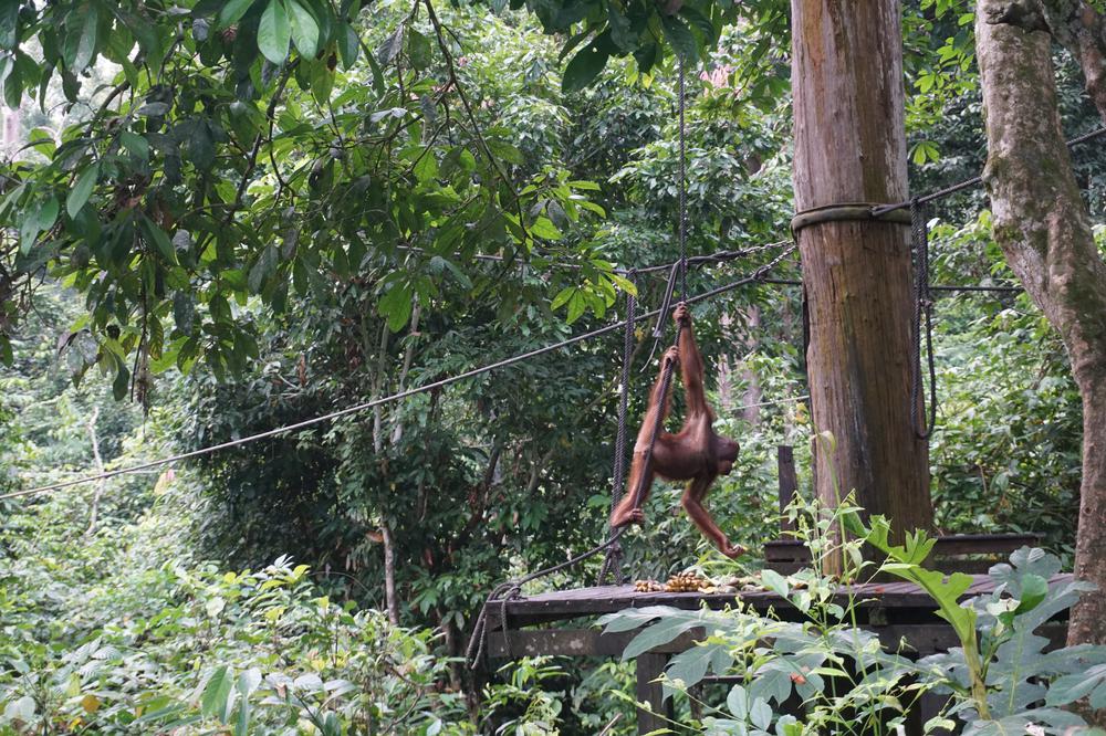 Meeting Orangutans in Sandakan