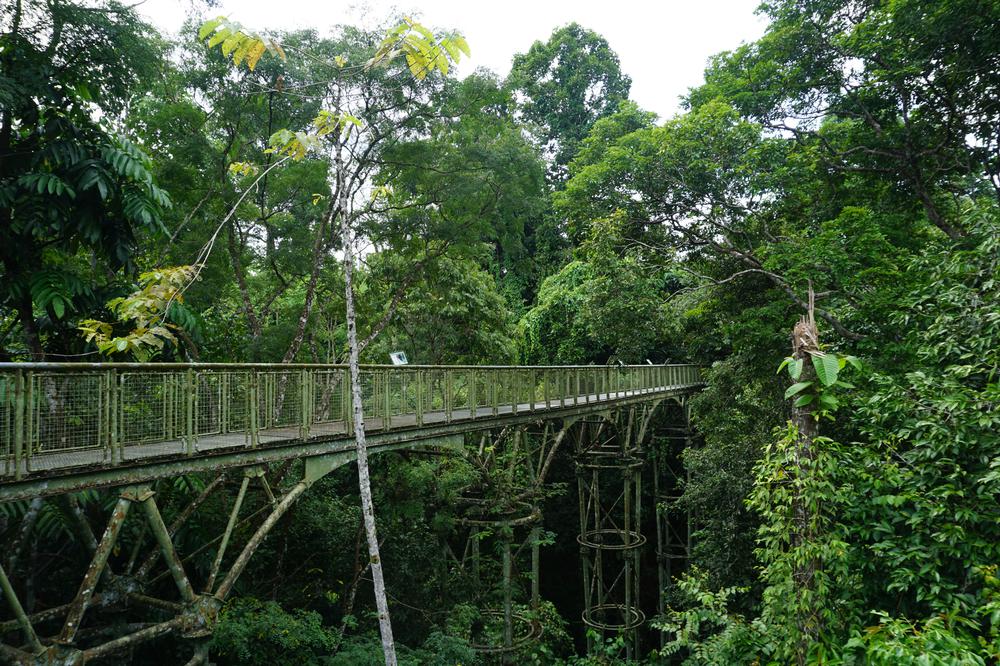 Meeting Orangutans in Sandakan