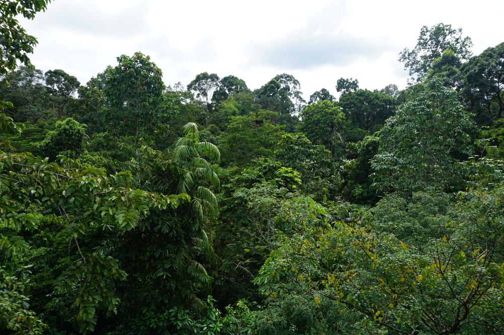 Meeting Orangutans in Sandakan