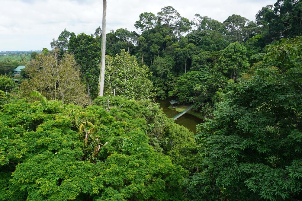 Meeting Orangutans in Sandakan