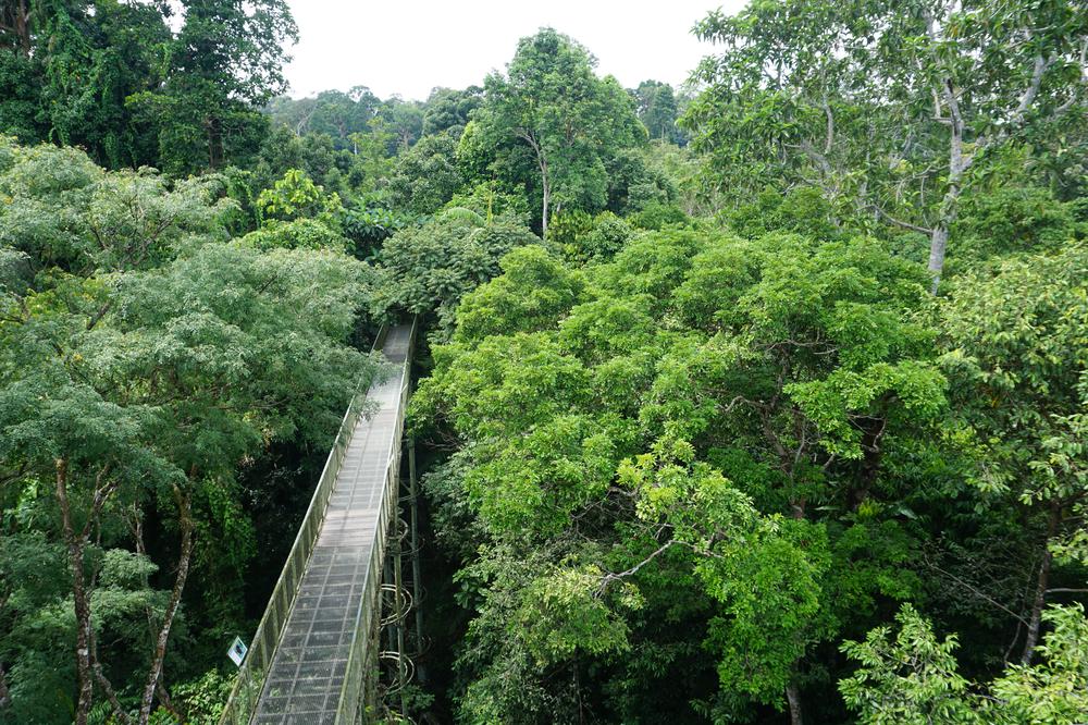 Meeting Orangutans in Sandakan