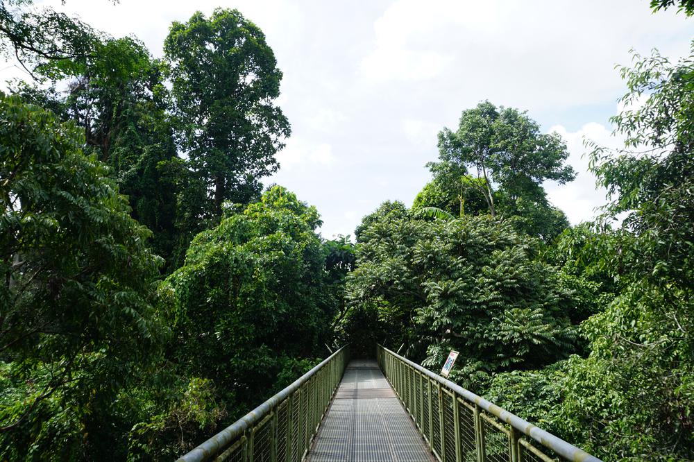 Meeting Orangutans in Sandakan