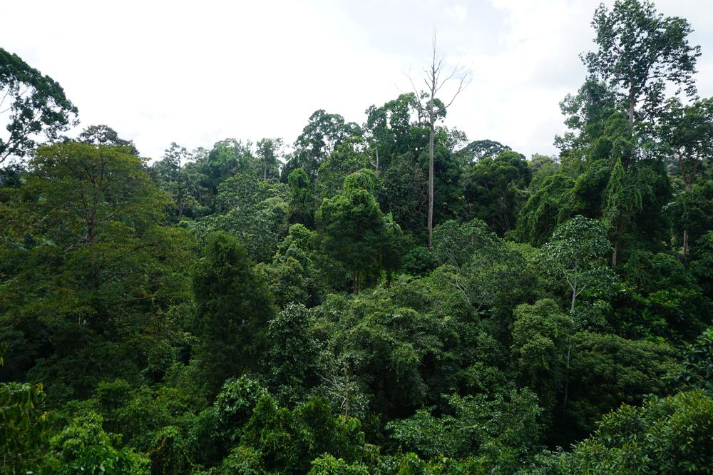 Meeting Orangutans in Sandakan