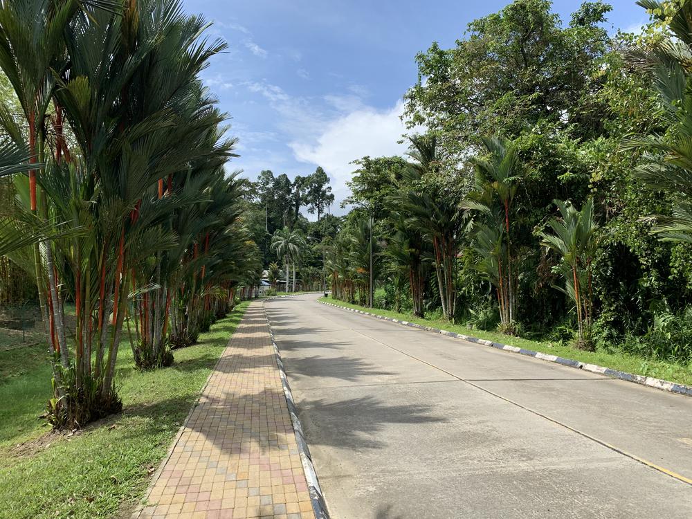 Meeting Orangutans in Sandakan